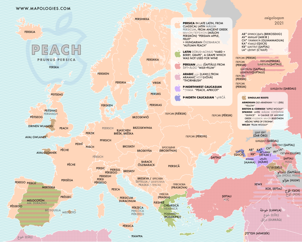 Etymology map of the fruit peach (prunus persica) in different European languages