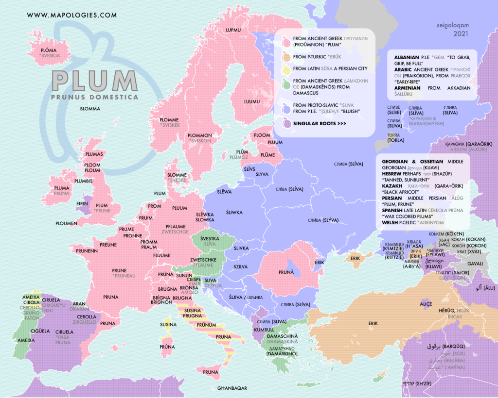 Etymology map of the fruit plum (prunus domestica) in different European languages