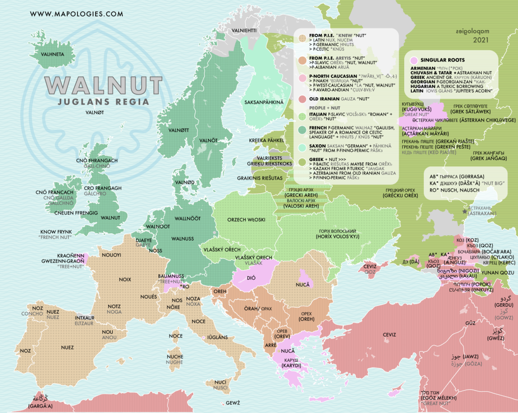 Etymology map of the word walnut (juglans regia) in several European languages