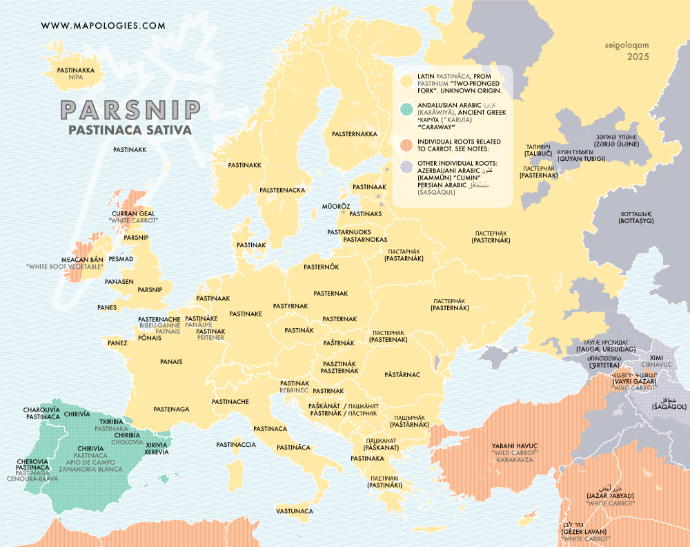 Etymology map of "parsnip" (pastinaca sativa) in several languages