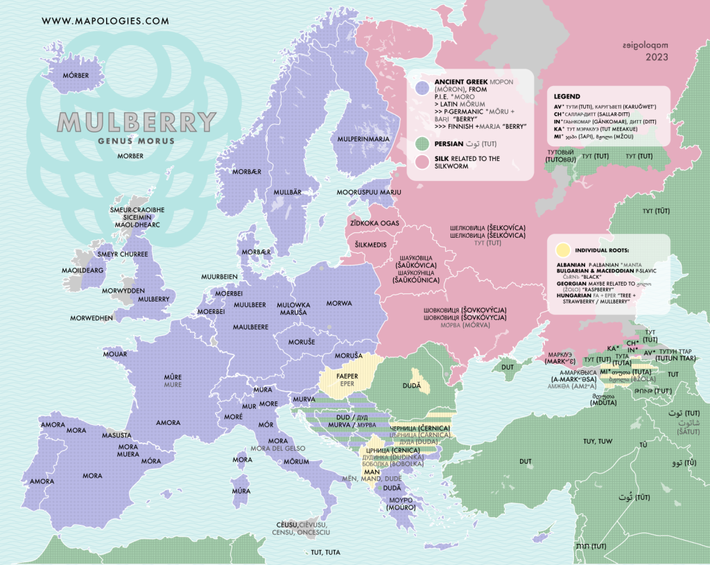 Etymology map of the word "mulberry" (genus morus) in several European languages