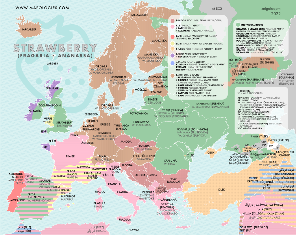 Etymology map of "Strawberry" (fragaria x ananassa and their silvester species) in different languages