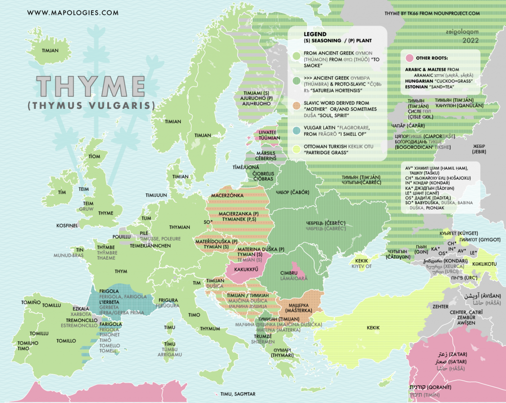 Etymology map of "Thyme" (Thymus, specially thymus vulgaris) in several languages