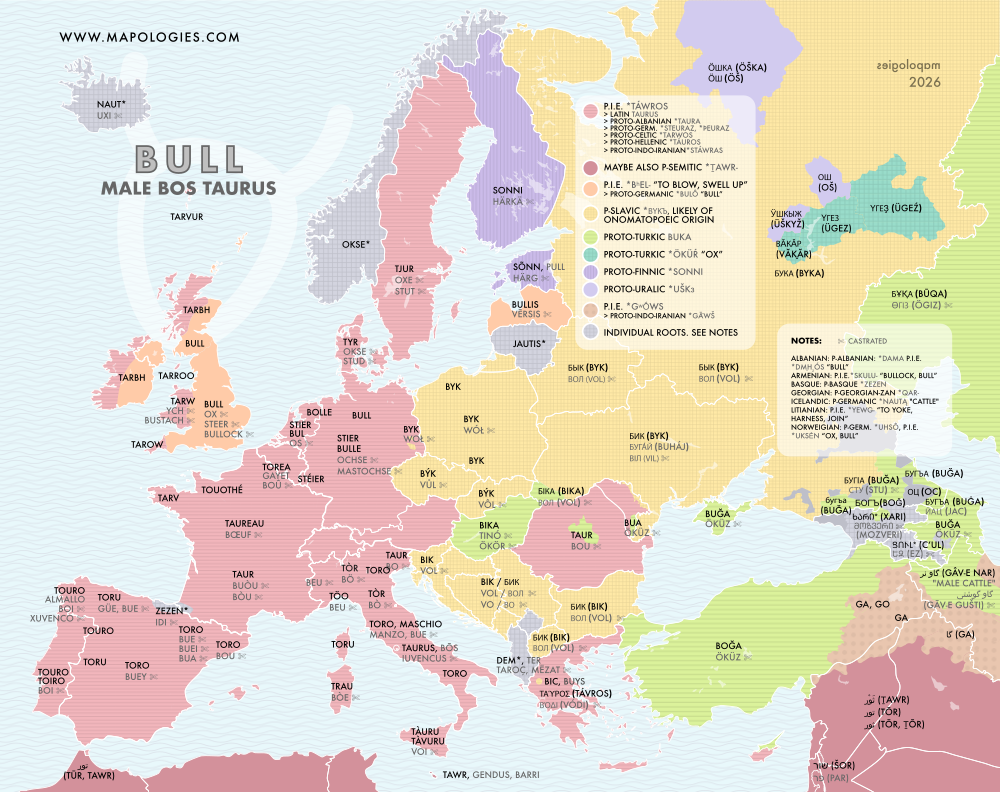 Etymology map of bull (male bos taurus) in several languages