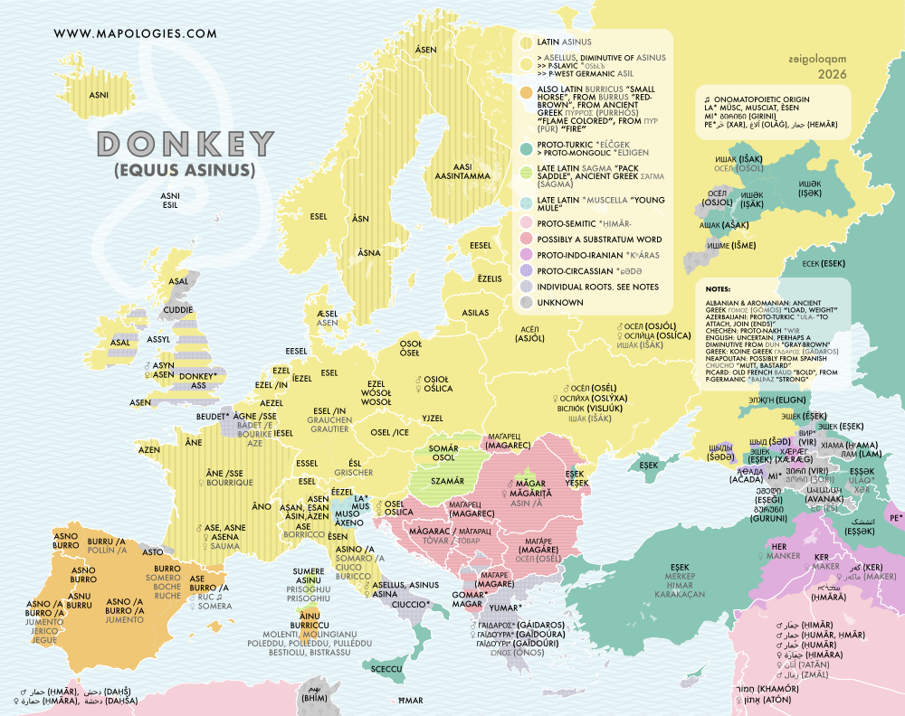 Etymology map of donkey (equus asinus)