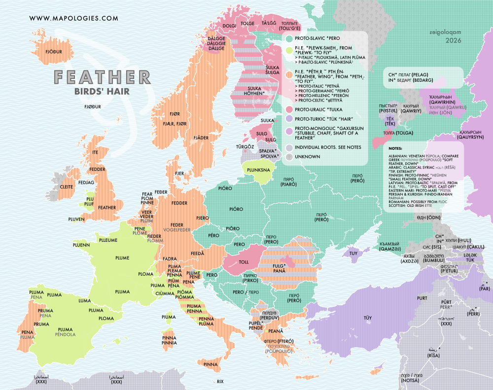 Etymology map of feather in several languages