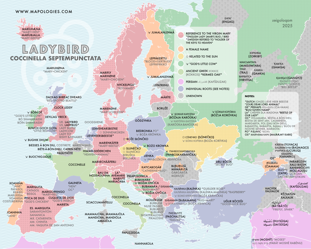 Etymology map of the insect ladybird or ladybug in different languages