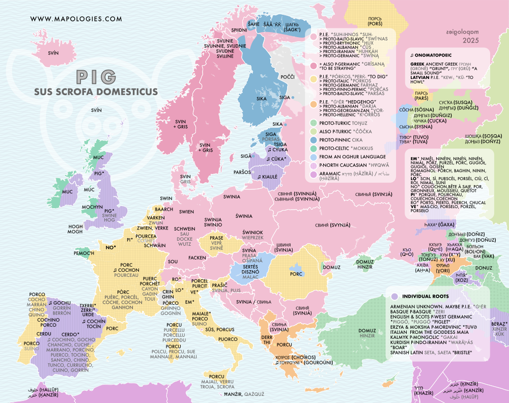 Etymology map of pig (sus scorfa)