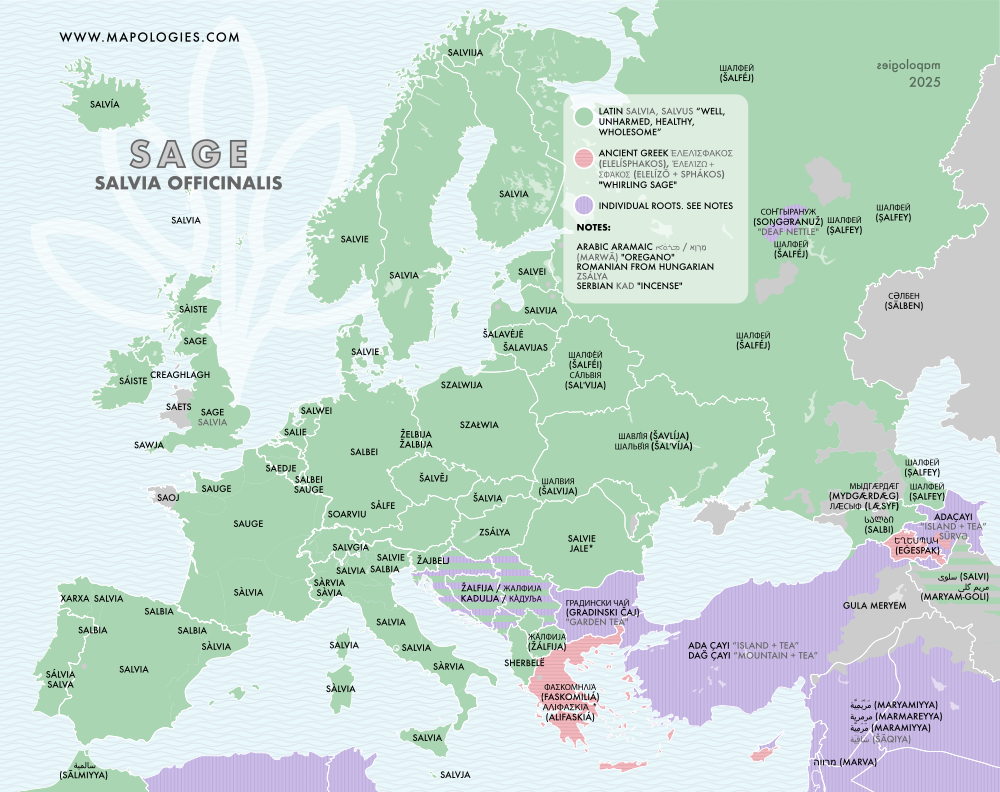 Etymology map of "Sage" (salvia officialis) in several languages