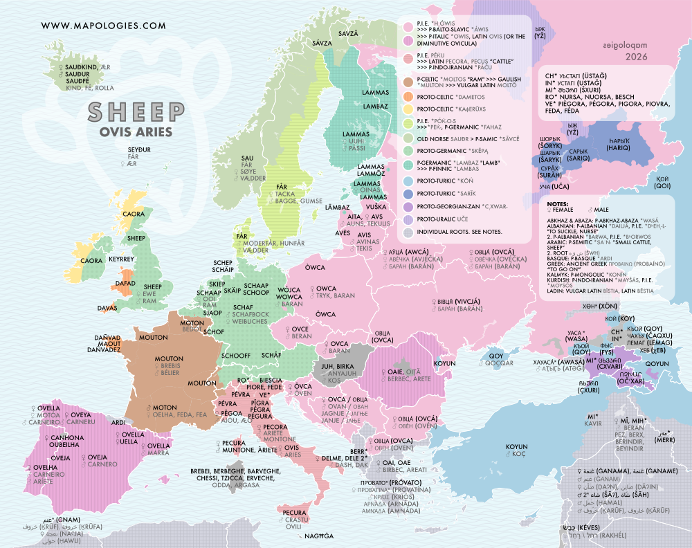 Etymology map of sheep (ovis aries) in several languages