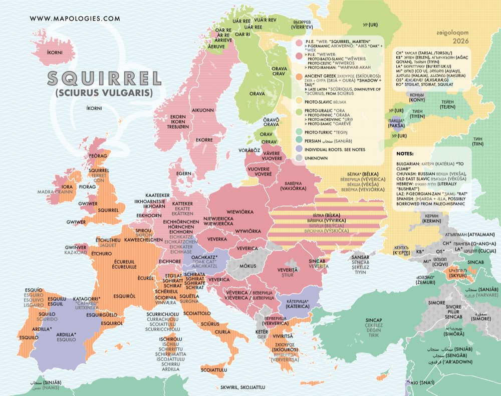 Etymology map of squirrel (sciurus vulgaris)