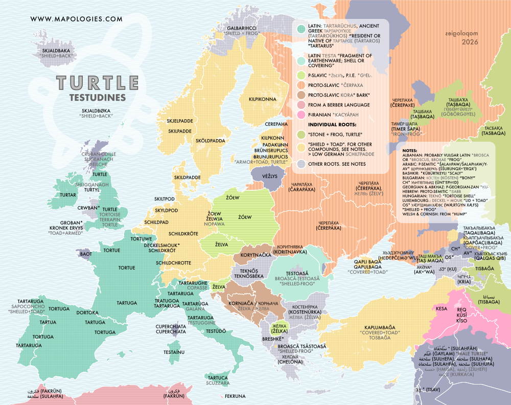 Etymology map of turtle in several languages