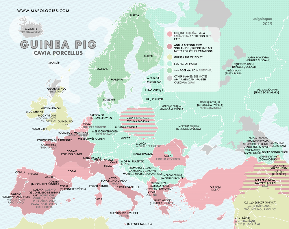 Etymology map of Guinea pig (Cavia Porellus)