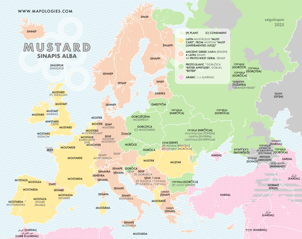 Etymology map of mustard