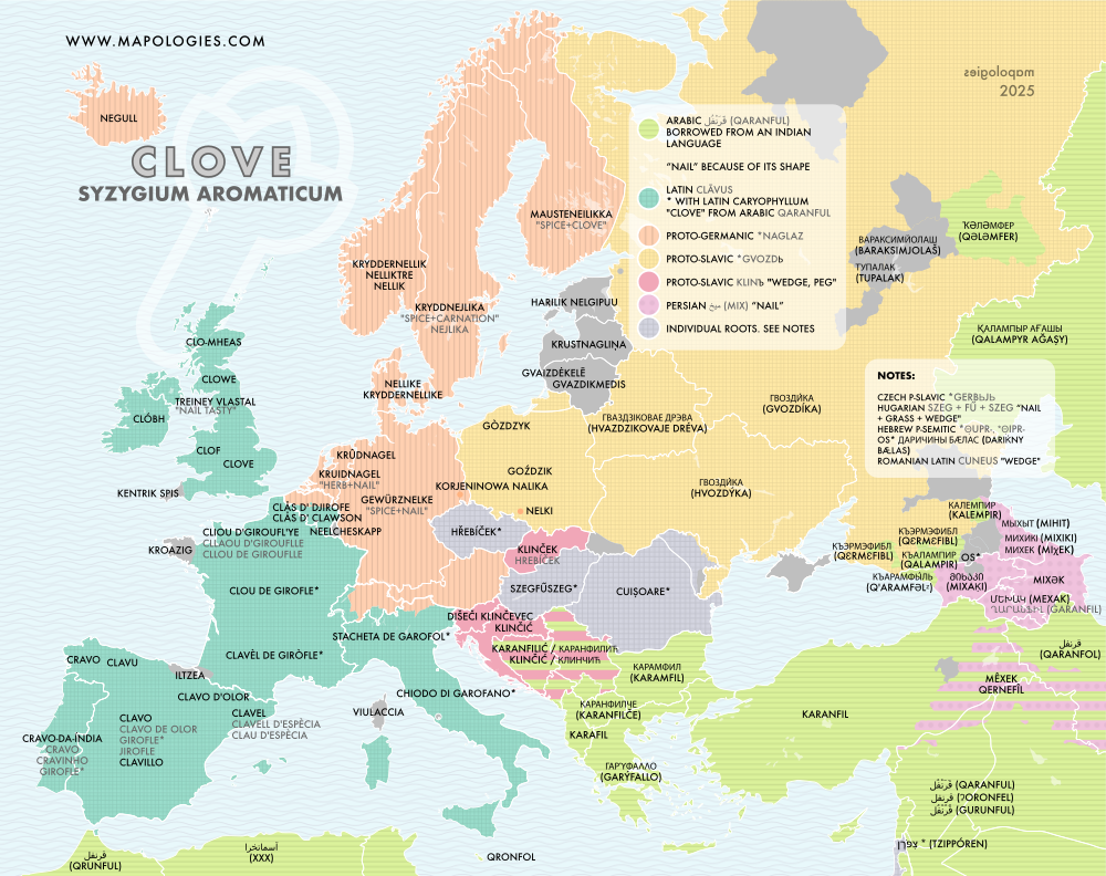 Etymology map of clove (syzygium aromaticum)