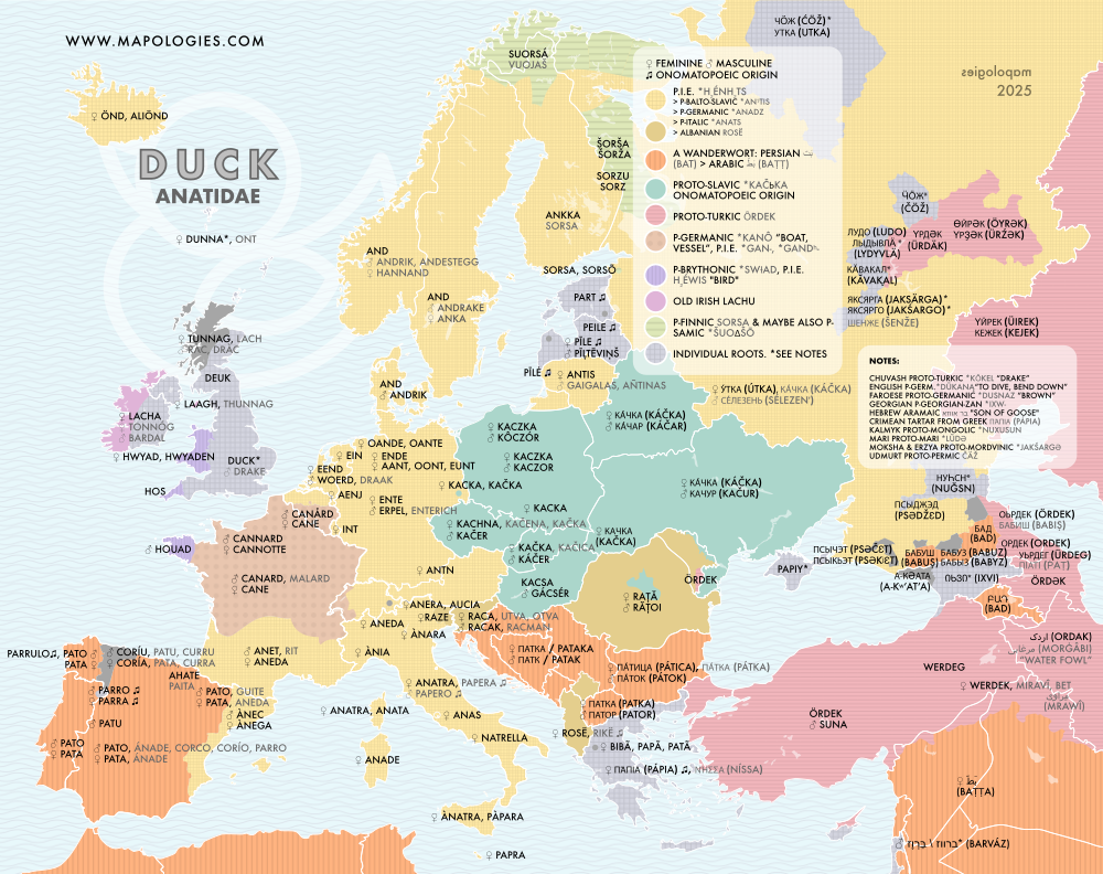 Etymology map of duck