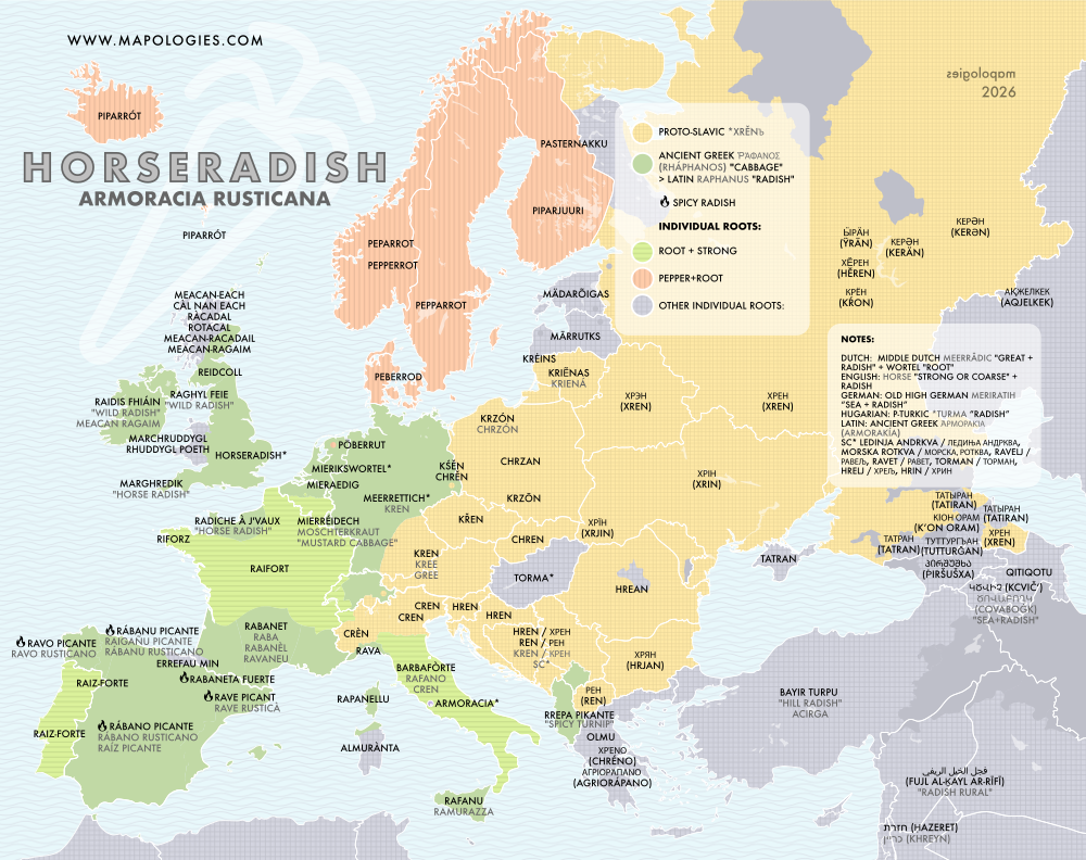 Etymology map of horseradish (amoracia rusticana) in several languages