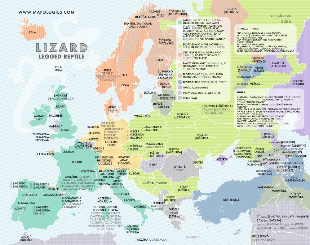Etymology map of lizard in several languages