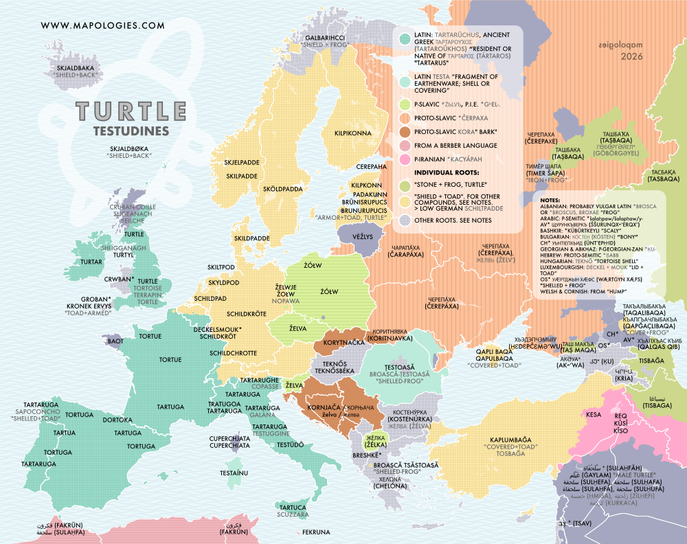 Etymology map of turtle