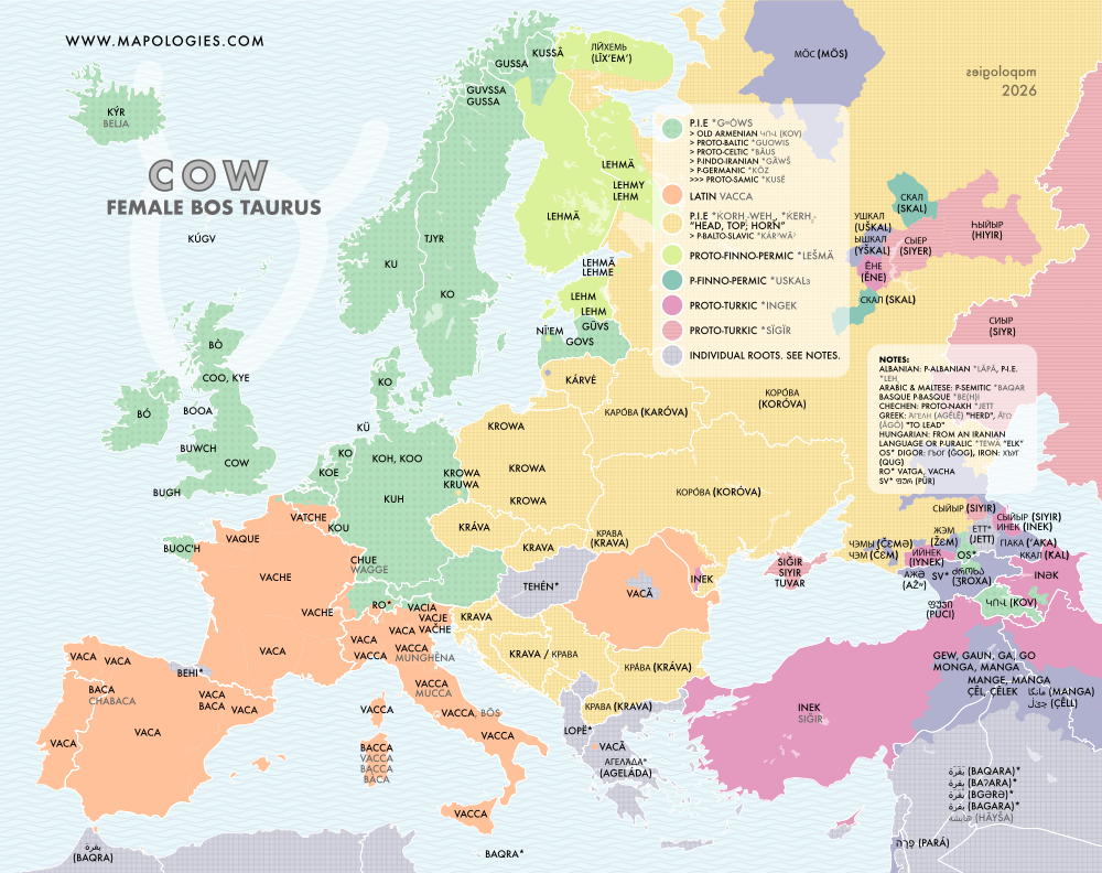 Etymology map of cow (bos taurus)
