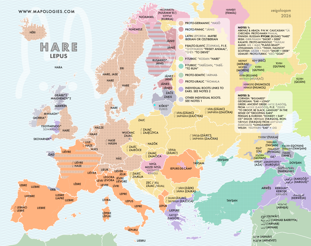 Etymology map of hare (lepus)